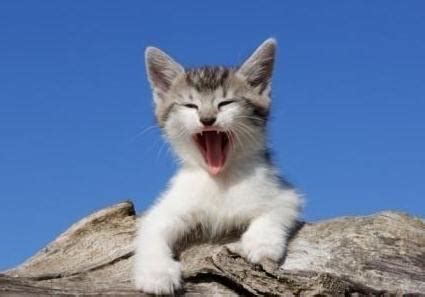 猫怎么叫的声音 猫的不同叫声及其所代表的含义_知秀网