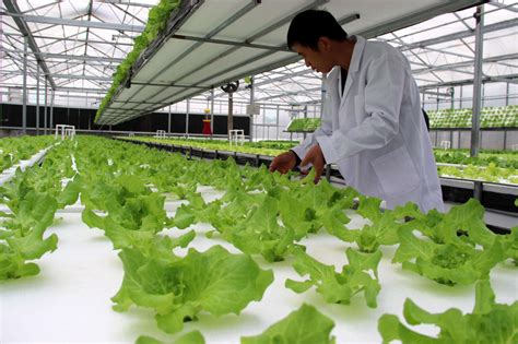 设施草莓高架基质栽培技术规程-河北农业大学科教兴农中心