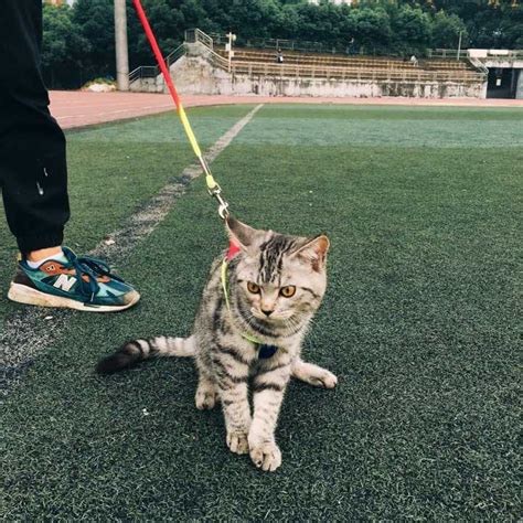 训练猫咪和你一起散步,教你如何遛猫!-宠物集