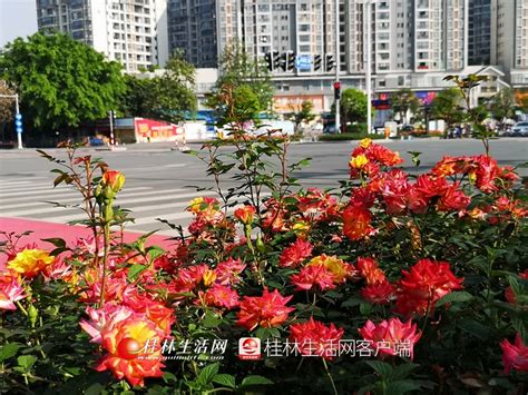 桂林新春郁金香花展开展 可错锋预约赏花-图片频道