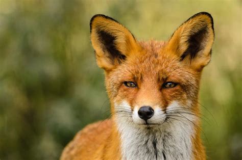 摄影师Ossi Saarinen镜头下的野生小狐狸|小狐狸|摄影师|镜头_新浪新闻