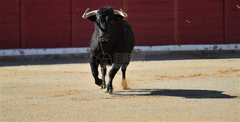 长着大角的西班牙公牛高清图片下载-正版图片504345098-摄图网