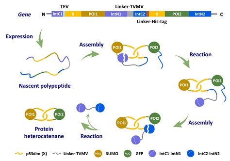 零基础PyMOL作图教程——绘制蛋白质-分子结合模式图 - 知乎