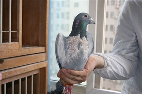 凯鸽鸽药和您一起探讨 螨虫对鸽子的危害与防治措施