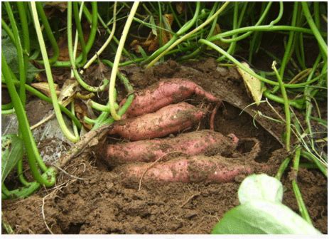 怎样种红薯才能高产-百度经验