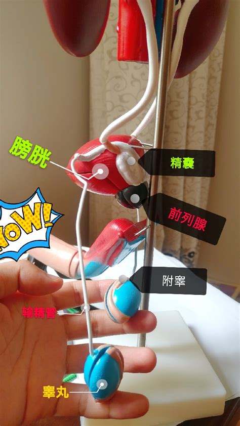 射精图图片