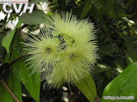 蒲桃Syzygium jambos (Linn.) Alston_植物图片库_植物通