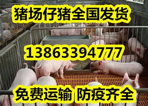 15公斤仔猪今天价格|搜猪网_中国生猪预警网