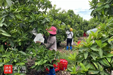 农业农村部儋州热带药用植物种质资源圃 | 中国热带作物种质资源信息网