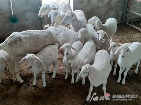 多胎羊养殖步入发展快车道_阿克苏新闻网