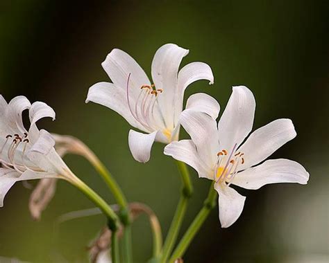 有毒的花是什么花（这7种"有毒"花"最受欢迎"，开花艳丽惹人注目，真不错！） | 说明书网