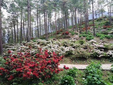 红桥区四季花卉种植价位