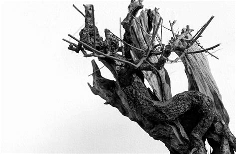 无锡梅园这里的虬枝倒悬、枯树老干的古梅树承载着历史的变迁