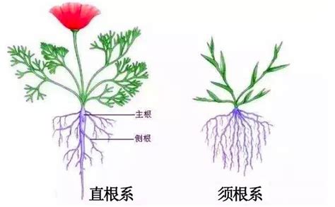 植物——从“根”本上辨别