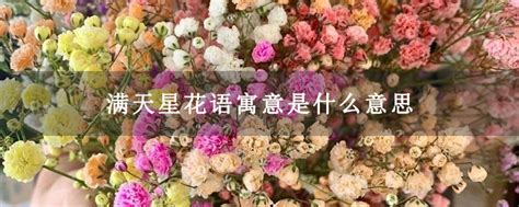 满天星花语寓意是什么意思-花卉百科-中国花木网