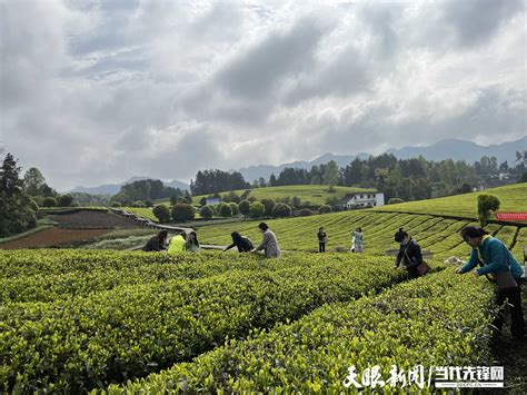 【高质量发展蹲点采访】湄潭：131家专业合作社助茶产业提质增效 - 当代先锋网 - 贵州