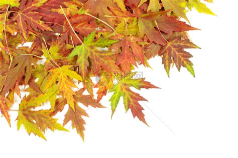 秋天白色的树叶高清图片下载-正版图片303562683-摄图网