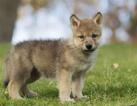 合肥野生动物园添6位小狼崽 想看它们宜选晨昏时间段 ---安徽新闻网