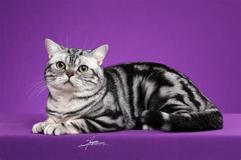 美短猫图片