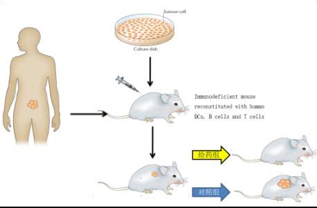 多种肿瘤小鼠模型的特点汇总与应用示例_生物器材网