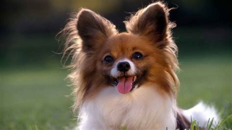 什么小型犬最可爱 十种最适合家养的小型犬图_泰迪 - 养宠客