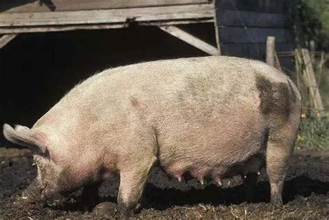 母猪一胎生10几个，它是怎么做到的？