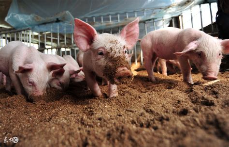 生长育肥猪的饲养管理要点_育肥猪_中国保健养猪网