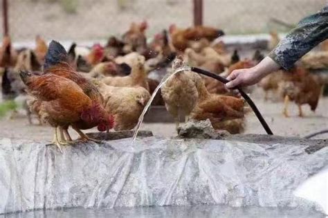 当前家禽养殖中“蛋鸡肝炎”的预防与治疗 - 蛋鸡养殖(饲养管理,疾病防控) 鸡病专业网论坛