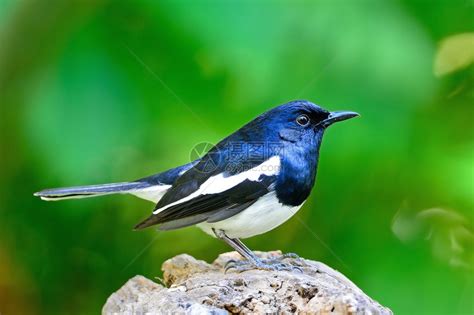 地球上10种最著名的“黑鸟”_黑色_羽毛_翅膀