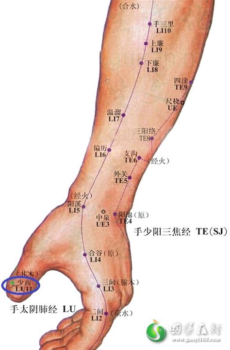 少商穴位图图片
