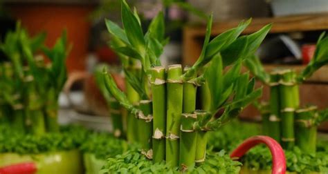 如何养殖富贵竹，让它生长旺盛，再不担心养不好！ | 说明书网