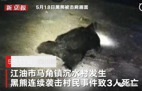 上海野生动物园饲养员被熊群攻击遇难 猛兽区已关闭(含视频)_手机新浪网