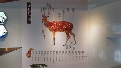第八届中国双阳梅花鹿节开幕