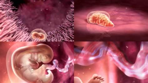 胚胎学家——试管婴儿的操盘手！_澎湃号·政务_澎湃新闻-The Paper