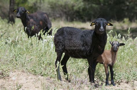 纯种的喀麦隆母羊她的羔羊高清图片下载-正版图片300171129-摄图网