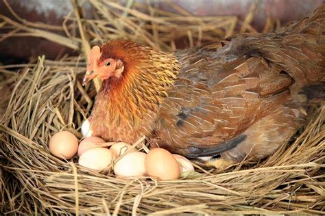 母鸡下蛋需要公鸡吗（为什么母鸡不需要公鸡就能生蛋？那公鸡存在的意义是什么？） | 说明书网
