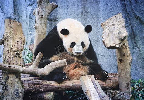 大熊猫的外形特征和生活习性 大熊猫的外形特征和生活习性是什么_知秀网