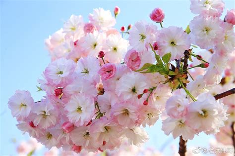 这种樱花来自四月底的旅顺203樱花园，叫松月樱|樱花园|樱花|松月_新浪新闻