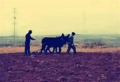 老照片：1982年的中国农村 农民伯伯种田好辛苦|种田|伯伯|农民_新浪新闻