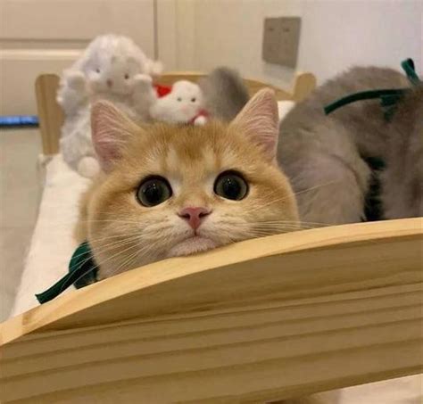 可爱猫咪非主流头像