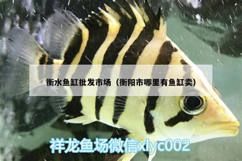 衡水鱼缸批发市场:衡水卖鱼缸的地方 - 纯血皇冠黑白魟鱼 - 广州观赏鱼批发市场