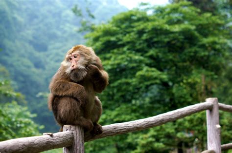 2024峨眉山生态猴区游玩攻略,但是一路的猴子特别的多，这...【去哪儿攻略】