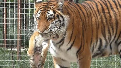 印尼一雄一雌两虎遭陷阱致死，是苏门答腊虎，最小虎品种最凶猛么 - 知乎