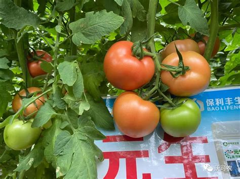 元生|番茄增产提质纪实（下） _昆明沃可农生物科技有限公司