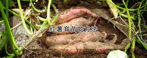 红薯怎么种才能高产？原来栽插方法有讲究，做对了结薯多