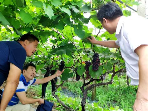 产品展示-上海平棋葡萄种植专业合作社