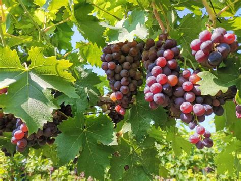昌平本地葡萄成熟上市，采摘期可持续到10月中旬！_京报网