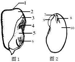 玉米种子结构图图片