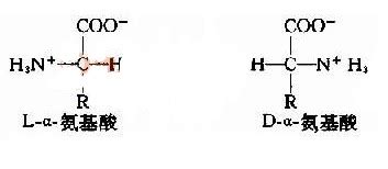 L型氨基酸和D型氨基酸有什么区别？ - 知乎