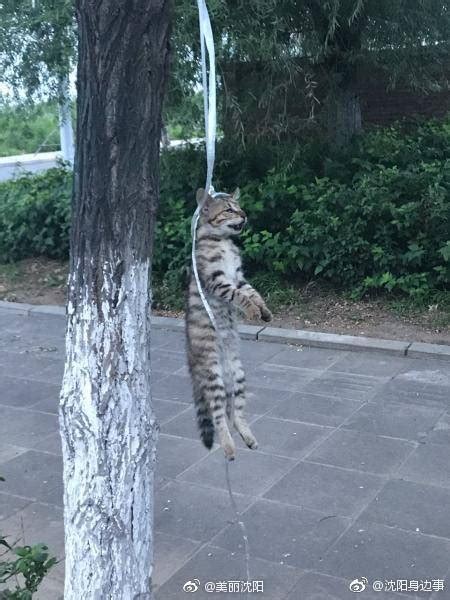 残忍！沈阳浑南一小猫被吊死在树上[伤心]|浑南|小猫|沈阳_新浪新闻